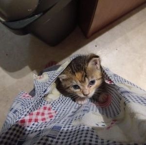 Meet your Posher, Betty